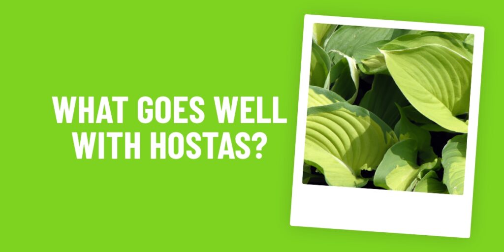 Hostas: What Food Goes Best With This Versatile Plant?