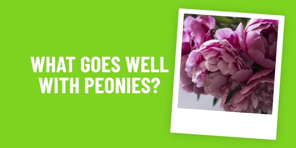 What Food Goes Well With Peonies? 10 Delicious Combos To Try!