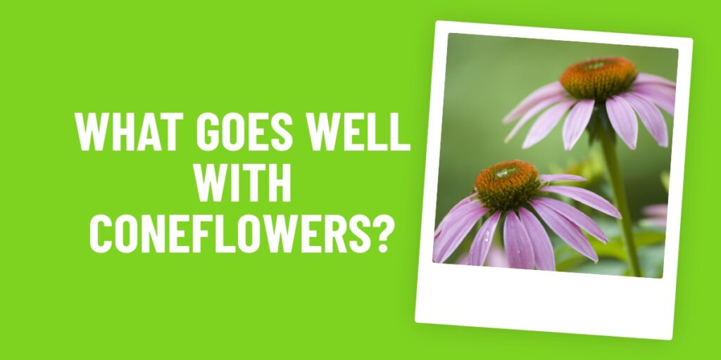 What Food Goes Well With Coneflowers? Expert Tips To Keep Your Garden Healthy