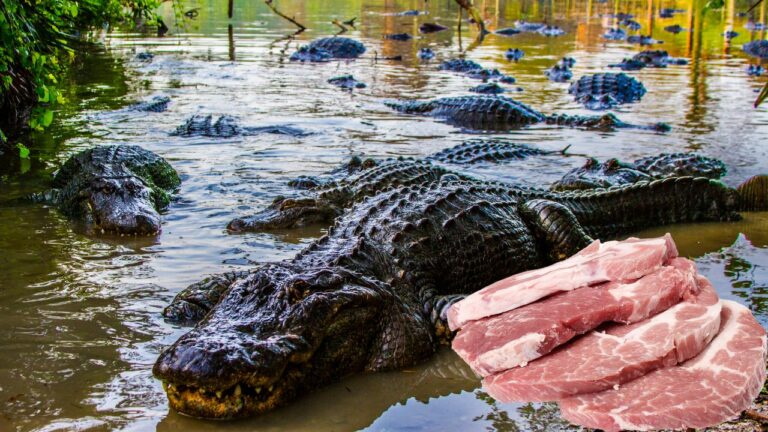 Is Alligator Meat Keto Friendly?